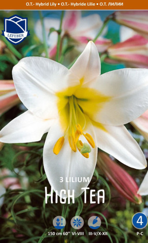 Лилия O.T. High Tea (Lefeber)
