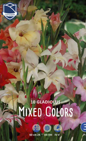 Гладиолус Dwarf Mixed Colours (Lefeber)