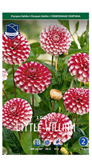 Георгина Little William (Lefeber)