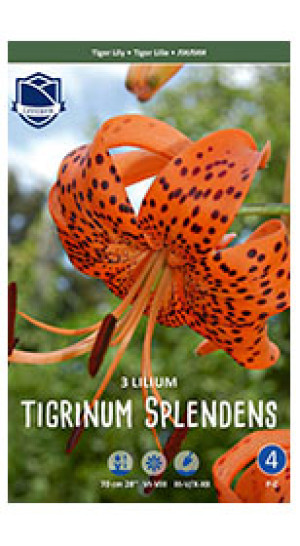 Лилия tigrinum Splendens (Lefeber)
