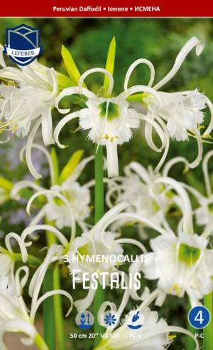 Гименокаллис (syn.Ismene) festalis (Lefeber)
