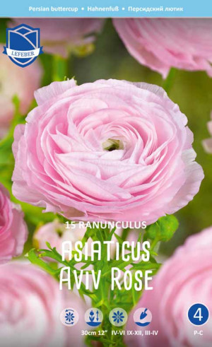 Ранункулус asiaticus Aviv Rose (Lefeber)