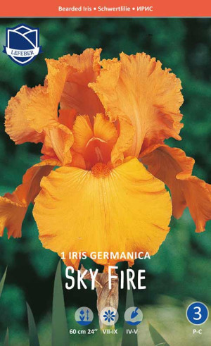 Ирис germanica Sky Fire (Lefeber)