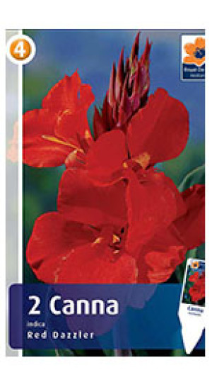 Канна Red Dazzler (R. De Ree)