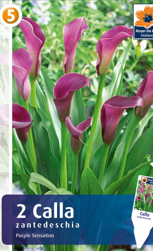 Калла Purple Sensation (R. De Ree)