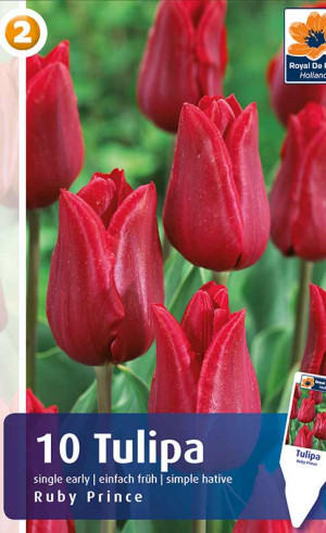 Тюльпаны Ruby Prince (R. De Ree)