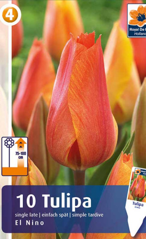 Тюльпаны El Nino (R. De Ree)