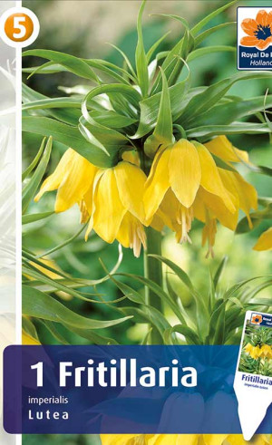 Фритиллярия Imperialis Lutea (R. De Ree)
