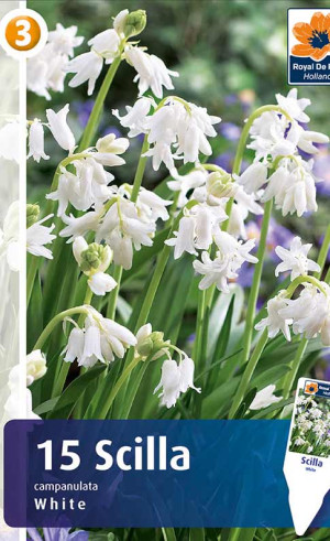 Сцилла campanulata white (R. De Ree)