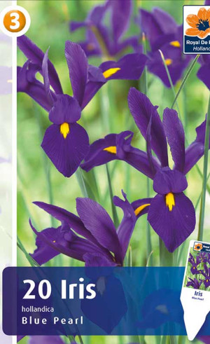 Ирис Hollandica Blue Pearl (R. De Ree)