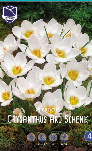 Крокусы chrysanthus Ard Schenk (Lefeber)