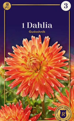 Георгина Gudoshnik (R. De Ree)