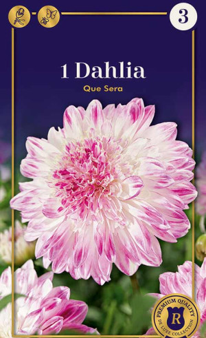 Георгина Que Sera (R. De Ree)