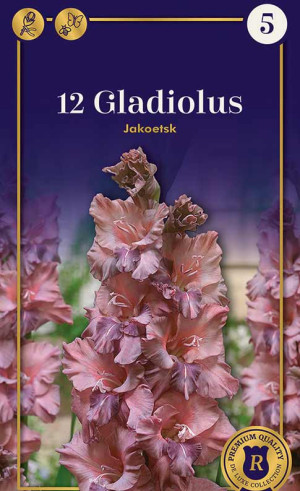 Гладиолус Jakoetsk (R. De Ree)