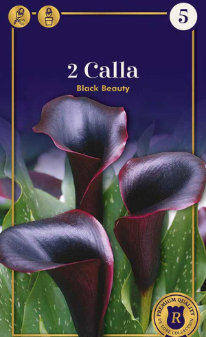 Калла Black Beauty (R. De Ree)