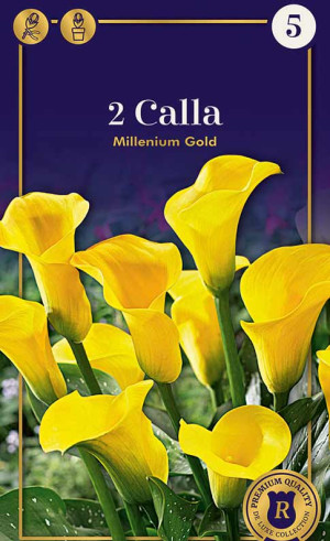 Калла Millenium Gold (серия Supreme) (R. De Ree)