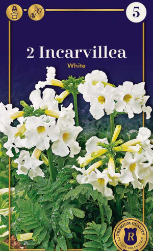 Инкарвиллея delavayi White (R. De Ree)
