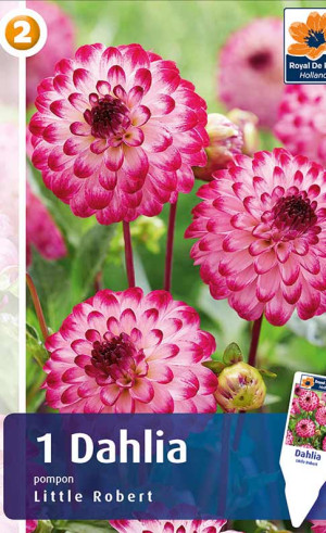 Георгина Little Robert (R. De Ree)