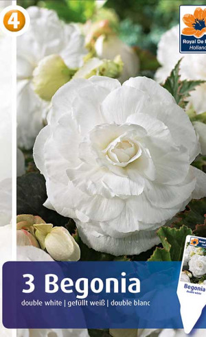 Бегония Double White (R. De Ree)