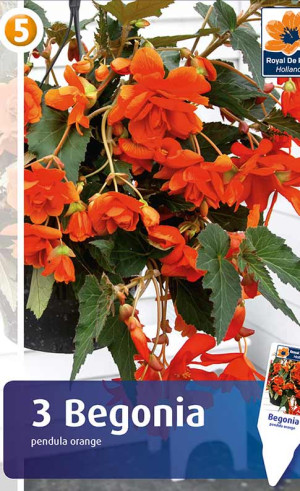 Бегония pendula Orange (R. De Ree)