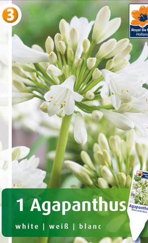 Агапантус White (R. De Ree)