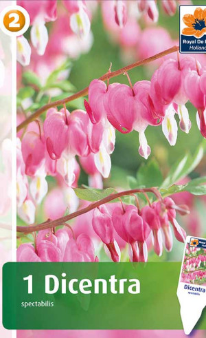 Дицентра spectabilis (R. De Ree)