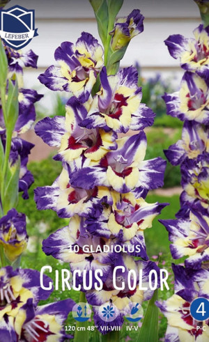 Гладиолус Circus Color (Lefeber)