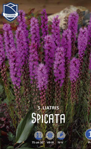 Лиатрис Spicata (5 шт. в упак.) (Lefeber)