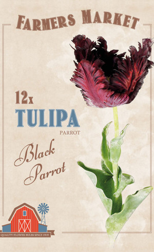 Тюльпаны parrot Black Parrot (серия Farmers Market) (12 шт. в упак.) (R. De Ree)