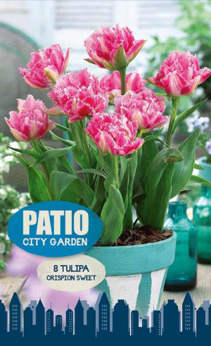Тюльпаны Crispion Sweet (серия Patio City Garden) (8 шт. в упак.) (R. De Ree)