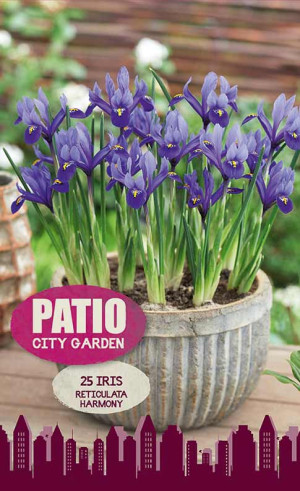 Ирис reticulata Harmony (серия Patio City Garden) (20 шт. в упак.) (R. De Ree)