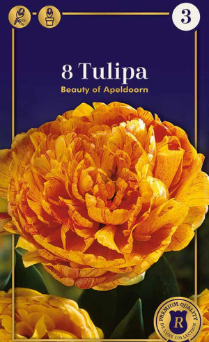Тюльпаны Beauty of Apeldoorn (R. De Ree)