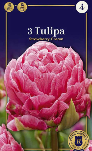Тюльпаны Strawberry Cream (R. De Ree)