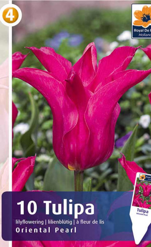 Тюльпаны Oriental Pearl (R. De Ree)