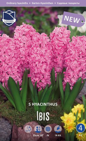 Гиацинты Ibis (Lefeber)