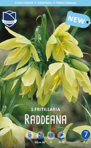Фритиллярия raddeana (Lefeber)