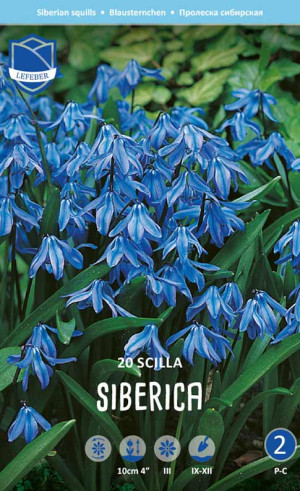 Сцилла siberica (Lefeber)