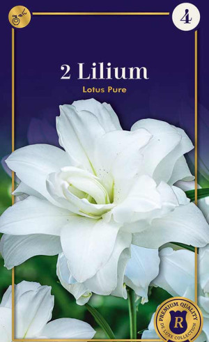 Лилия Lotus Pure (R. De Ree)