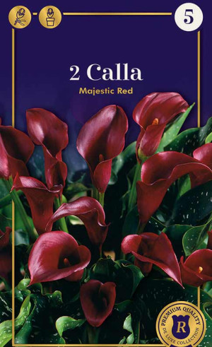 Калла Majestic Red (R. De Ree)