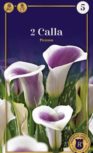 Калла Picasso (R. De Ree)