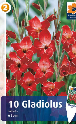 Гладиолус Atom (R. De Ree)