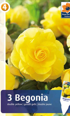 Бегония Double Yellow (R. De Ree)