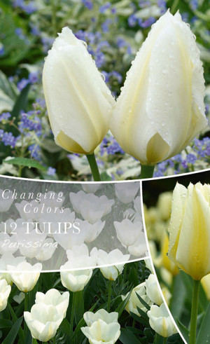 Тюльпаны Purissima (серия Changing Colours) (12 шт. в упак.) (R. De Ree)