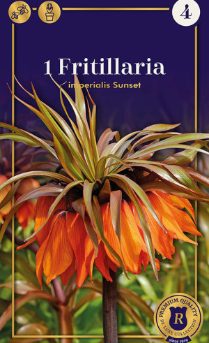 Фритиллярия imperialis Sunset (R. De Ree)