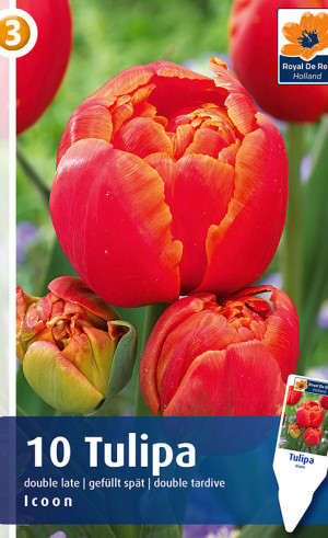 Тюльпаны Icoon (R. De Ree)