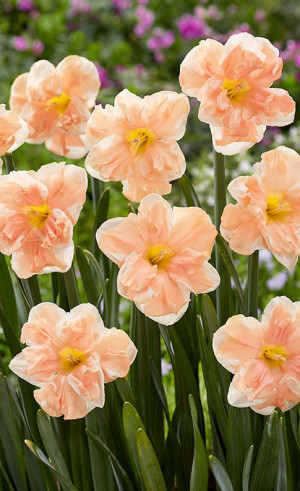 Нарциссы Apricot Whirl (Lefeber)