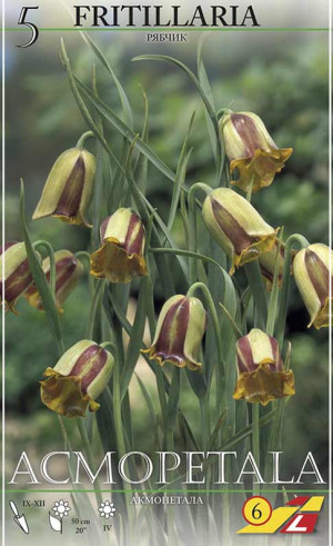 Фритиллярия acmopetala (Lefeber)
