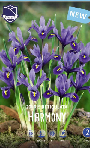 Ирис reticulata Harmony (Lefeber)