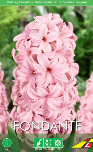 Гиацинты Fondante (Budget packs) (Lefeber)