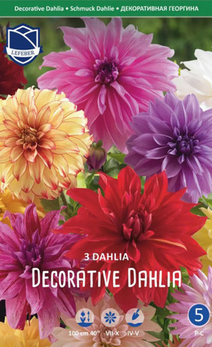 Георгина Decorative Dahlia (Combi packs) (Lefeber)